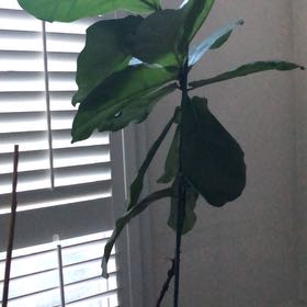 Photo of the plant species Beach Almond by @ResolutelyAlbo named Diana on Greg, the plant care app