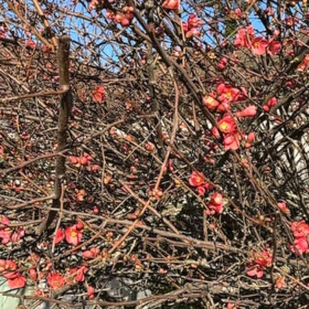 Photo of the plant species Chaenomeles speciosa by Humorousredbean named Mando on Greg, the plant care app