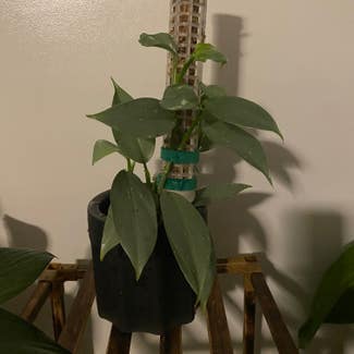Silver Sword Philodendron plant in Mount Sterling, Kentucky