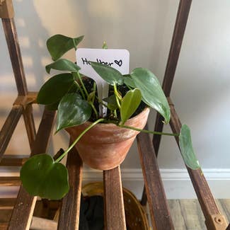 Heartleaf Philodendron plant in Mount Sterling, Kentucky