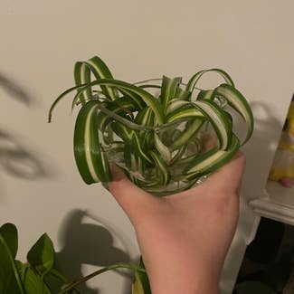 Spider Plant plant in Mount Sterling, Kentucky