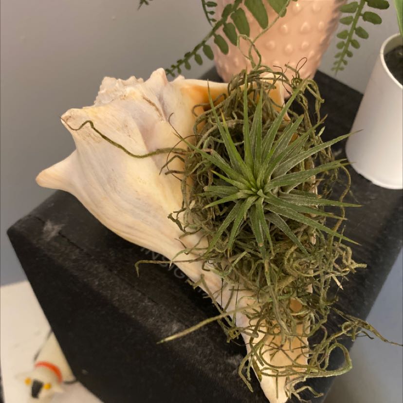 A healthy Blushing Bride Air Plant in a shell-shaped pot, held by a human hand. The plant has thin, curly, silvery-green leaves.