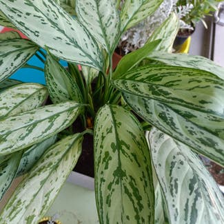 Chinese Evergreen plant in Kuwait City, Al Asimah Governate