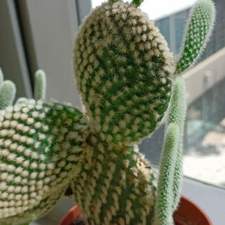 Bunny Ears Cactus plant in Kuwait City, Al Asimah Governate