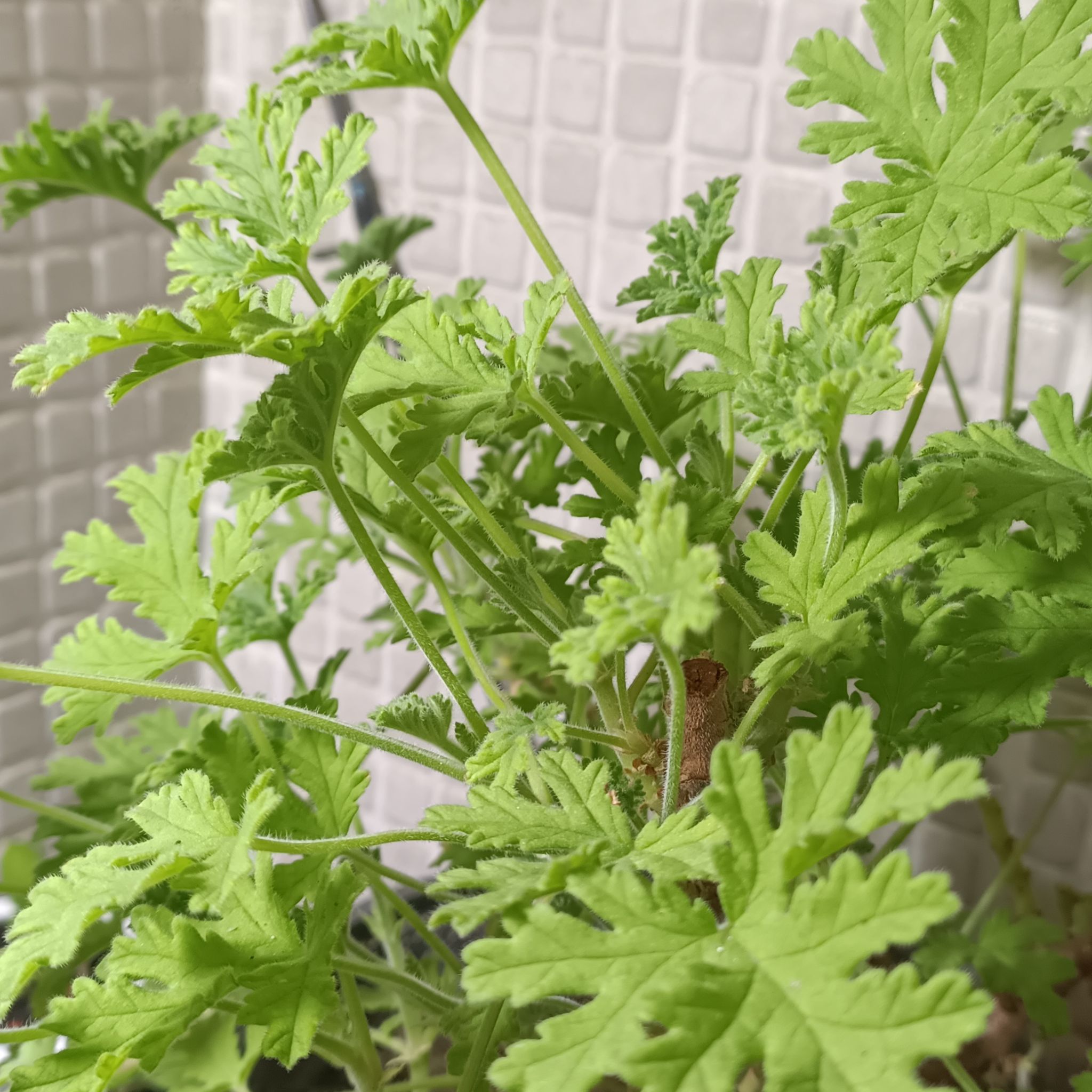 Healthy Hooded-Leaf Pelargonium plant with vibrant green leaves.
