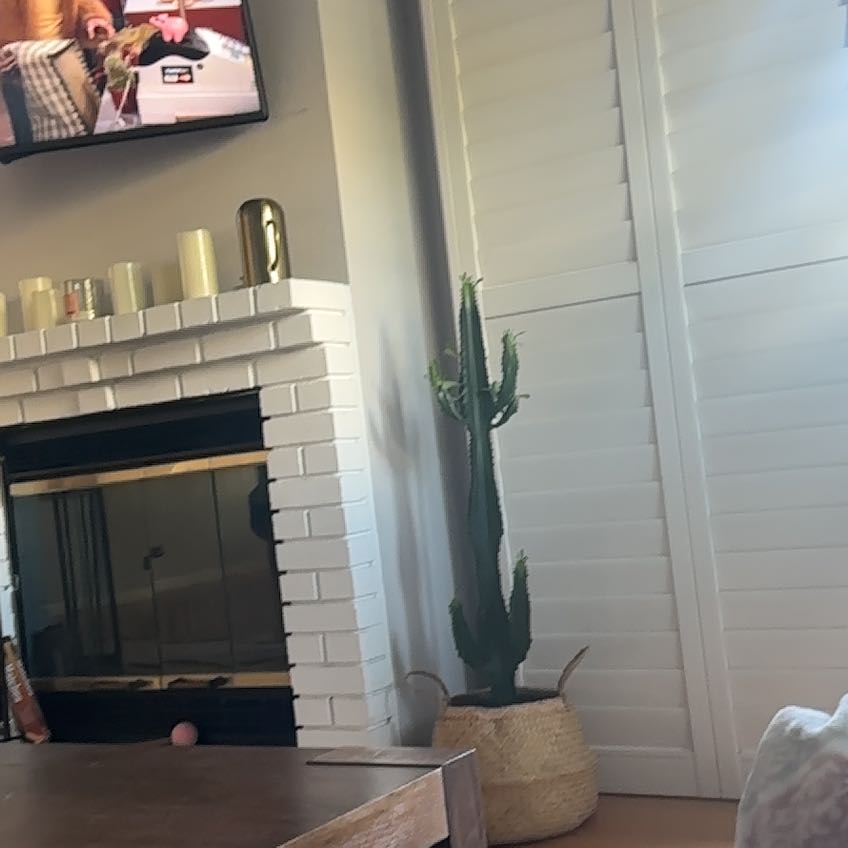 Photo of the plant species Desert Candle Cactus by Juliet named Drake on Greg, the plant care app