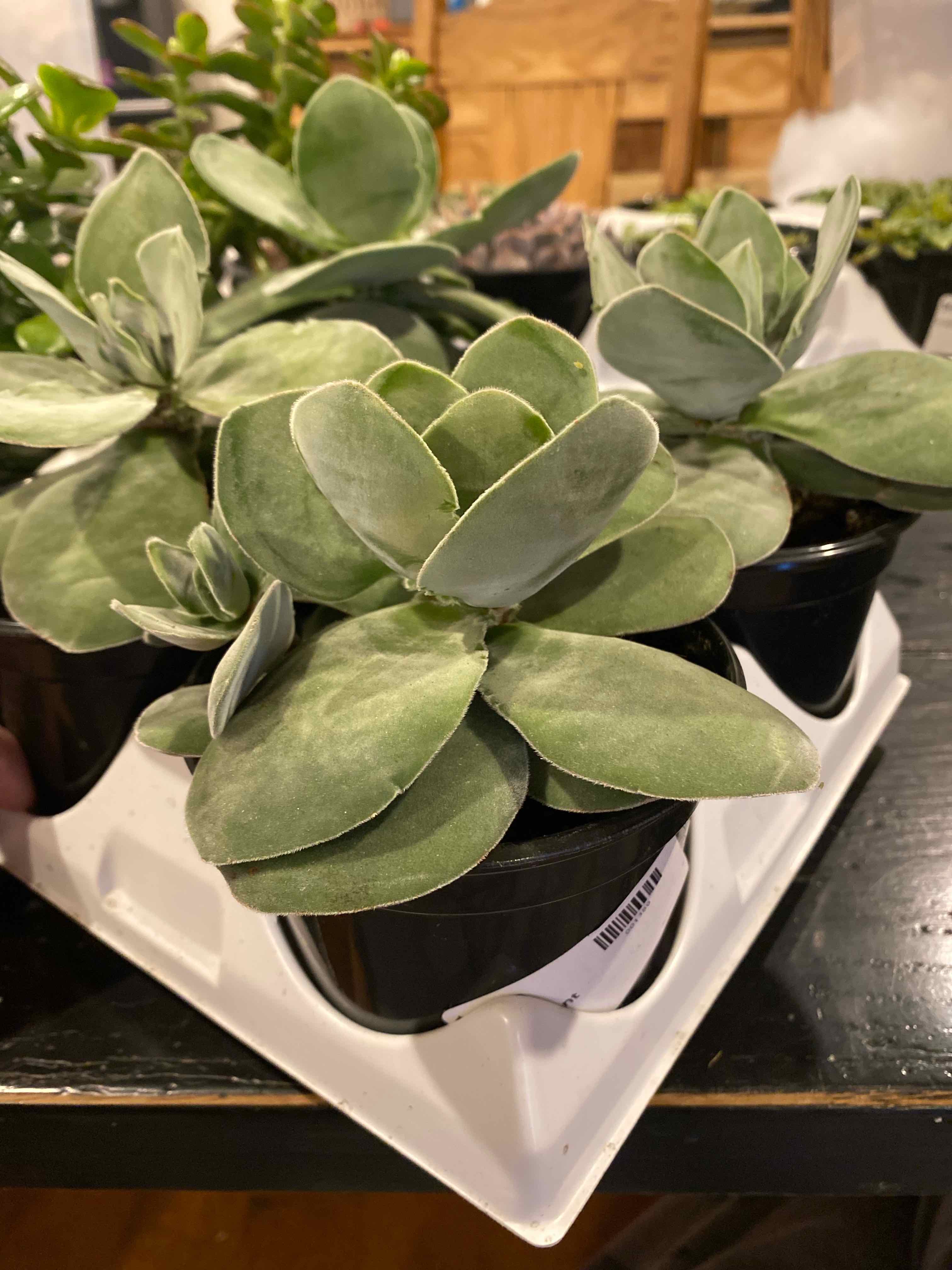 Plant care for crasulla on Greg, the plant care app