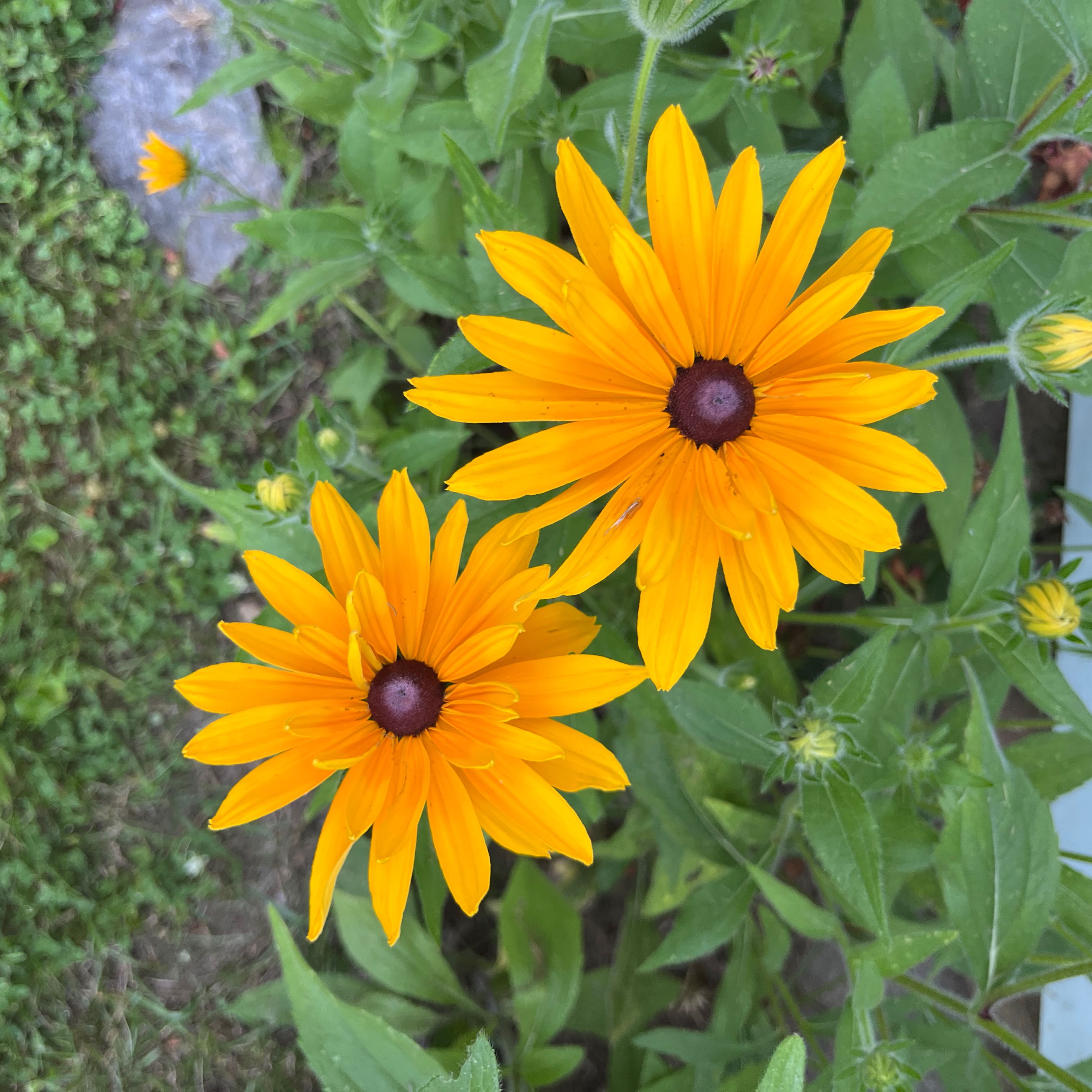 Photo of the plant species Yellow Daisy by @NimbleDwarfrose named Aristotle on Greg, the plant care app