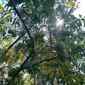 Photo of the plant species Black Walnut by @PrizeGasteria named Clooney on Greg, the plant care app