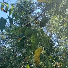 Photo of the plant species Black Walnut by @PrizeGasteria named Scarlett on Greg, the plant care app