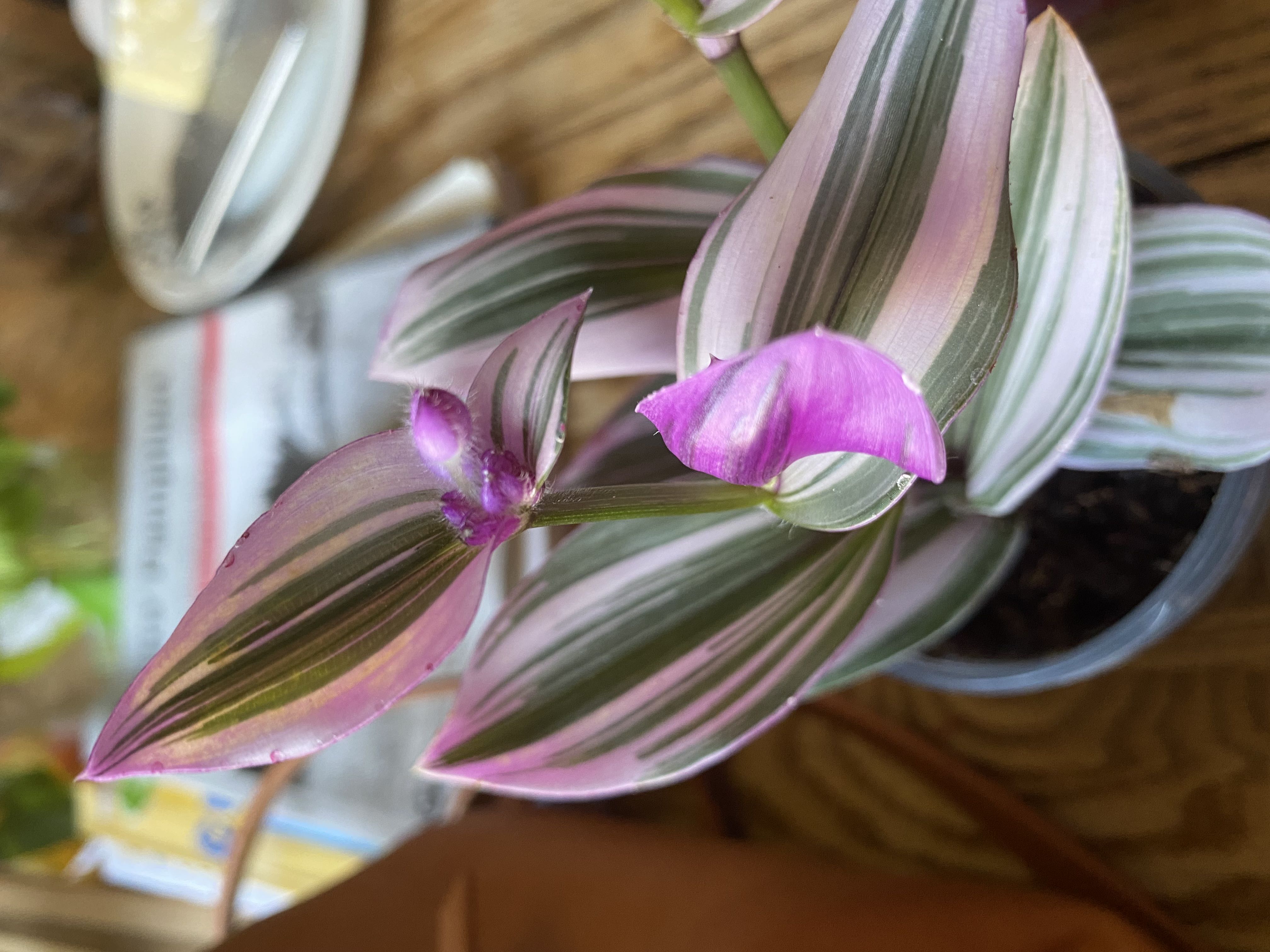 Photo from the post