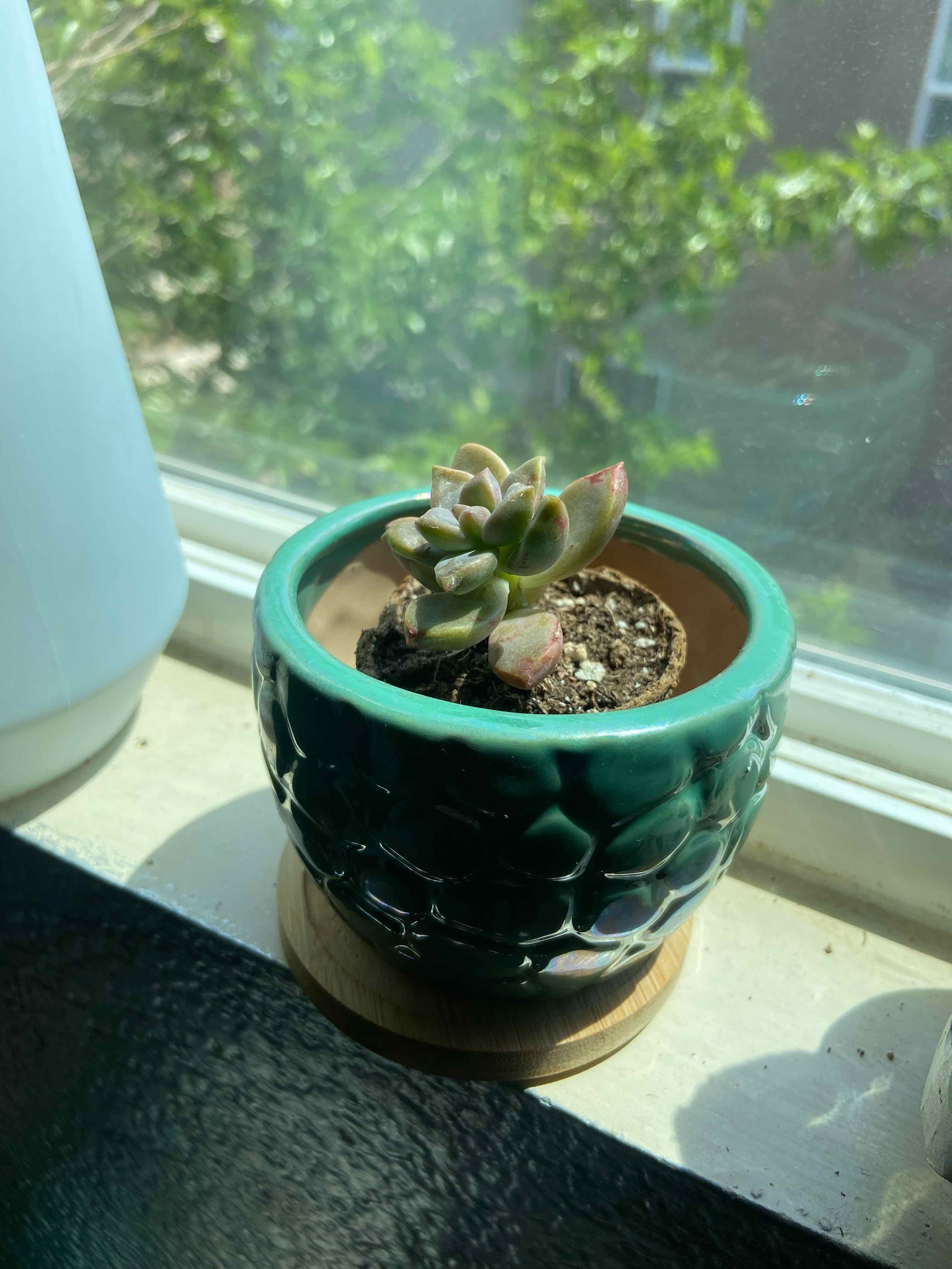 Potted Graptosedum 'Copper Glow' succulent on a windowsill with visible soil.
