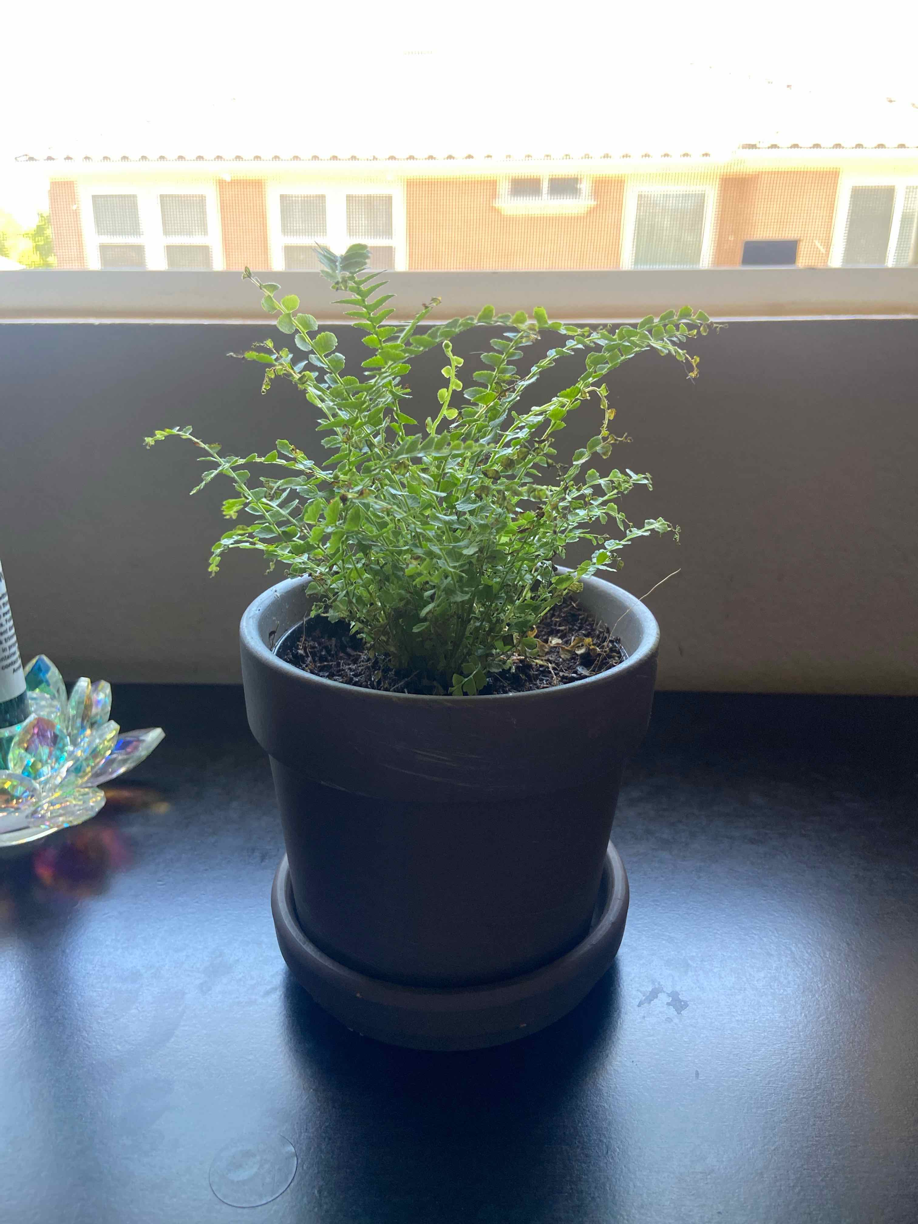 Fern