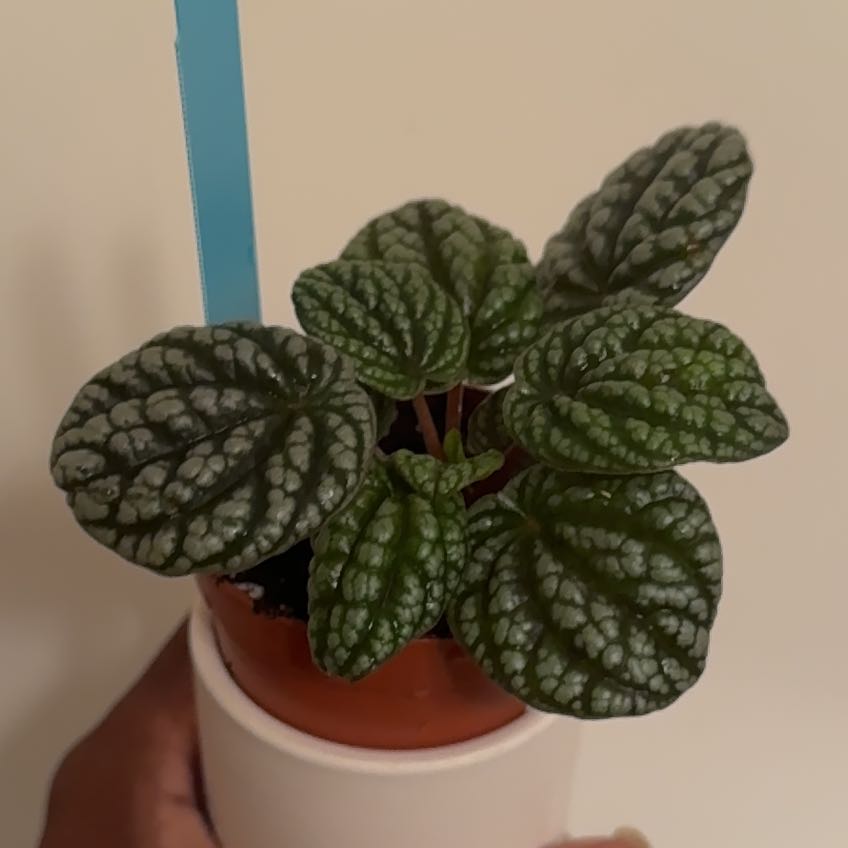 Photo of the plant species Peperomia Greyhound by @sshayyylaa named Gerry on Greg, the plant care app