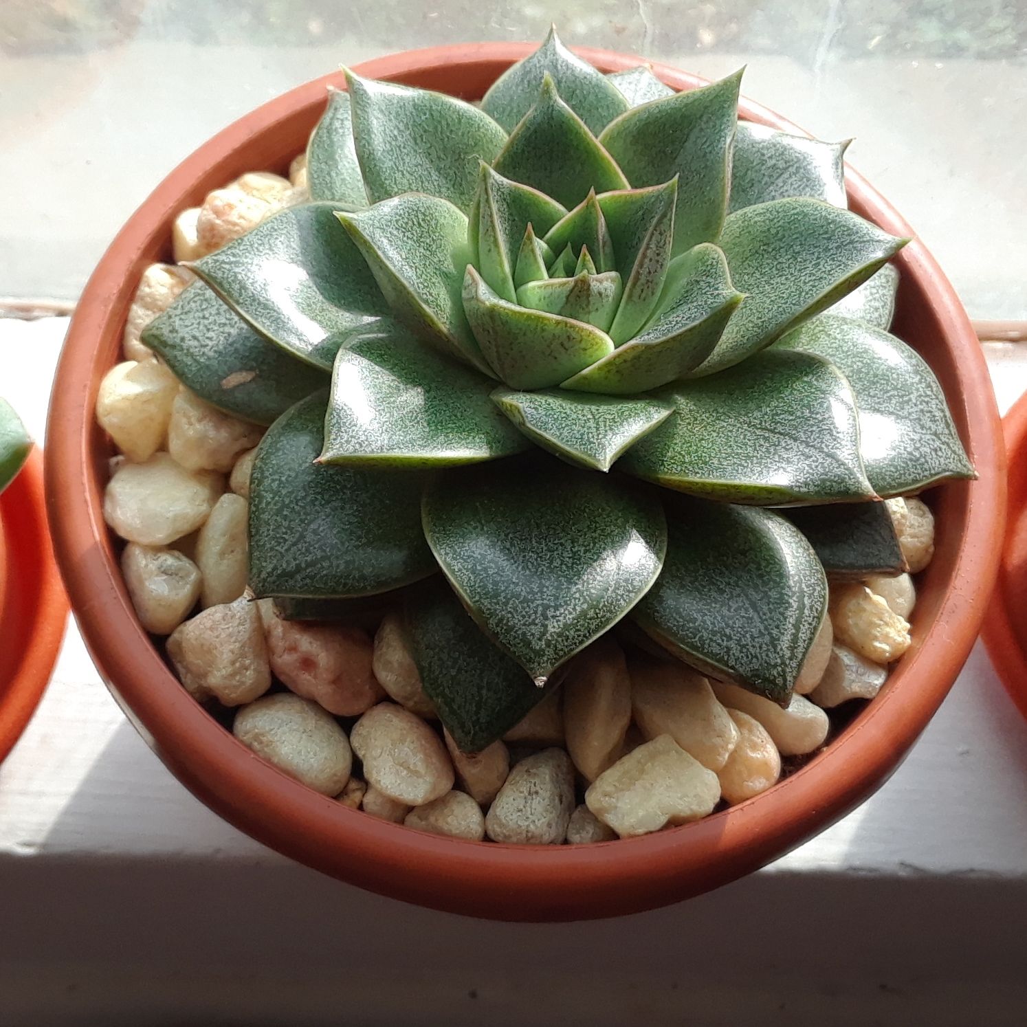 Photo of the plant species Echeveria purpusiorum by @ArieBerrie named Augustine on Greg, the plant care app