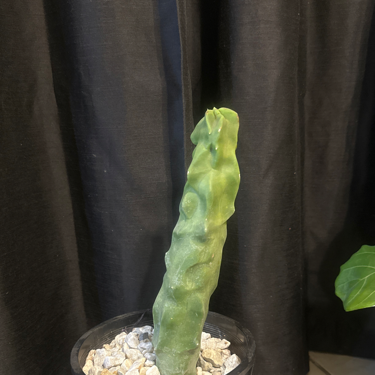 Blue Myrtle Cactus in a pot with visible soil and rocks, against a dark curtain background.
