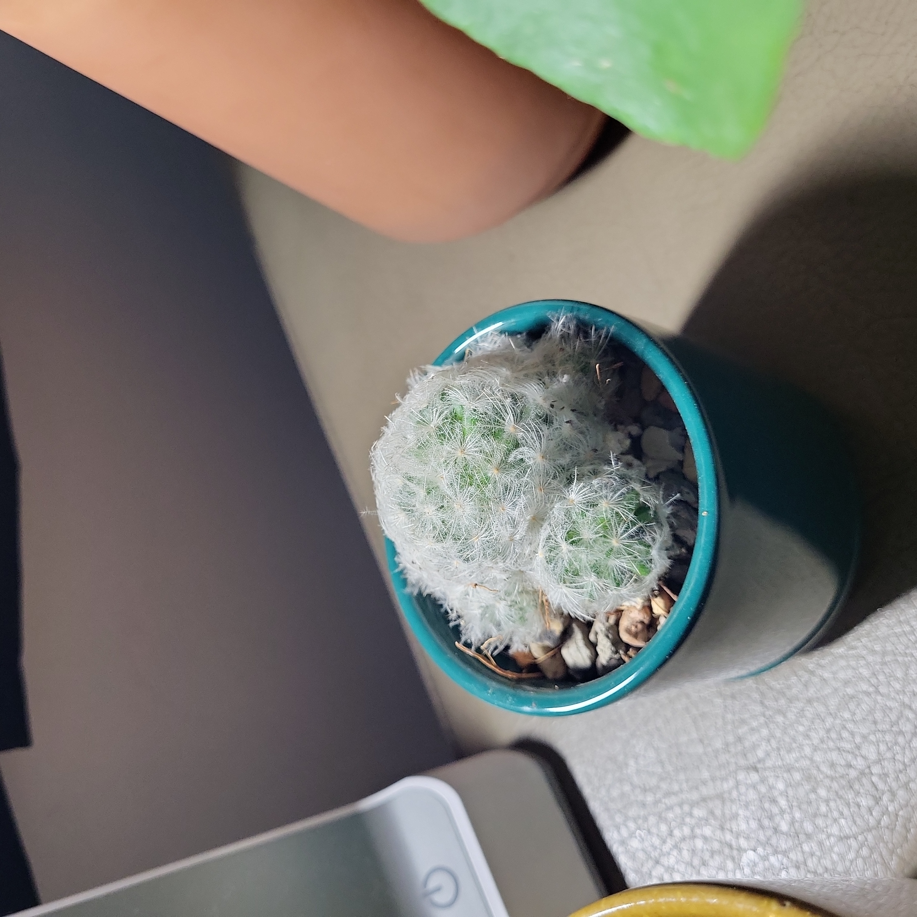 Feather Cactus in a blue pot, healthy and well-framed.