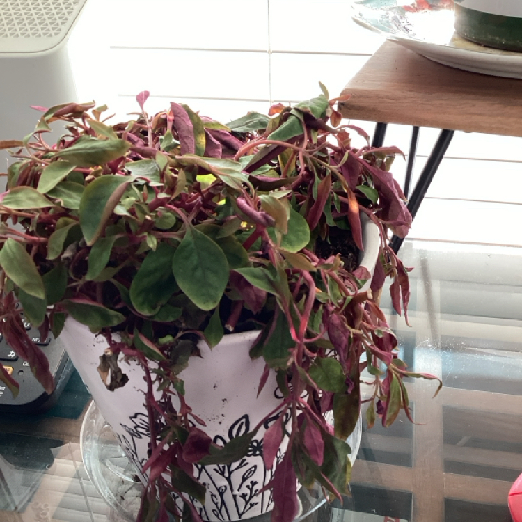 Photo of the plant species Red Threads by @GuruBroom named Montgolfiere on Greg, the plant care app