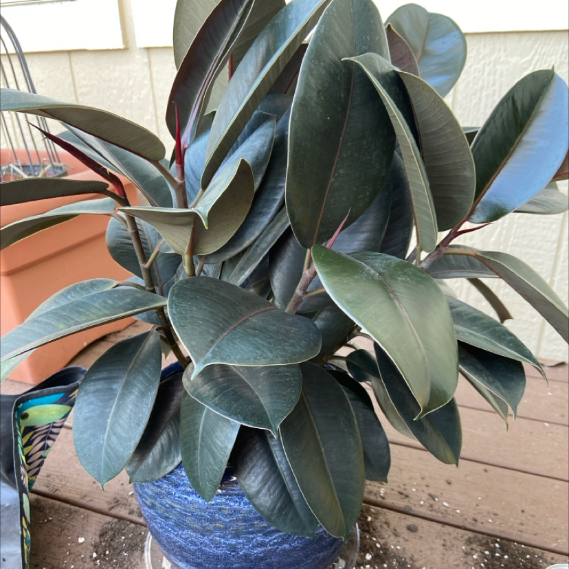 Photo of the plant species Ficus burgundy by @GuruBroom named Gundy on Greg, the plant care app