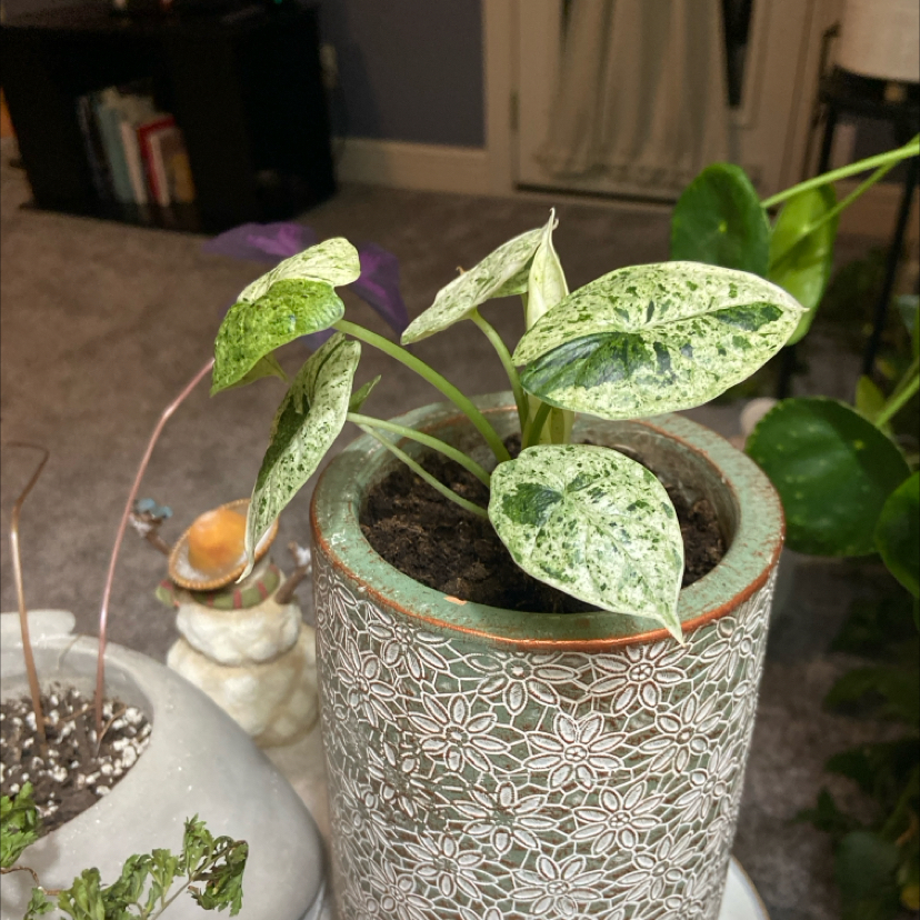 Photo of the plant species Alocasia Dragon Scale mint Verigated by @GuruBroom named Norbert on Greg, the plant care app
