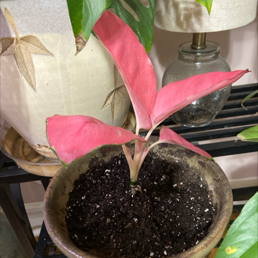 Photo of the plant species Aglaonema 'China Red' by @GuruBroom named Lady Tan on Greg, the plant care app