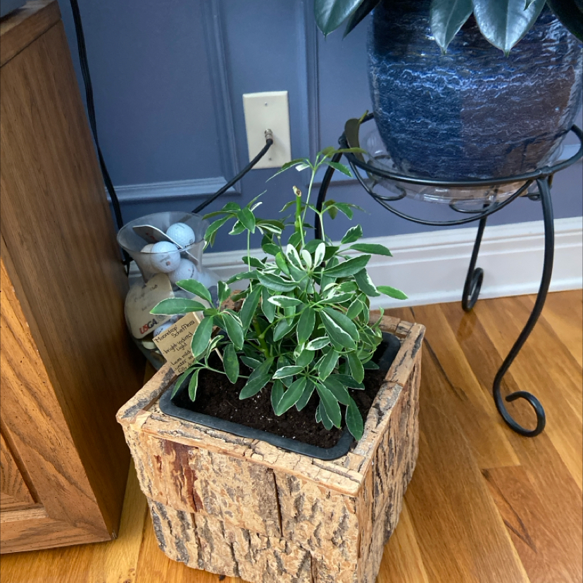 Photo of the plant species Moondrop Schefflera by @GuruBroom named Scottie on Greg, the plant care app