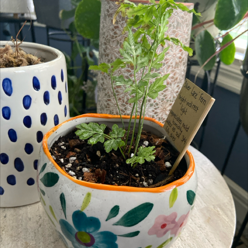 Photo of the plant species Silver Lace Fern by @GuruBroom named Lucy on Greg, the plant care app