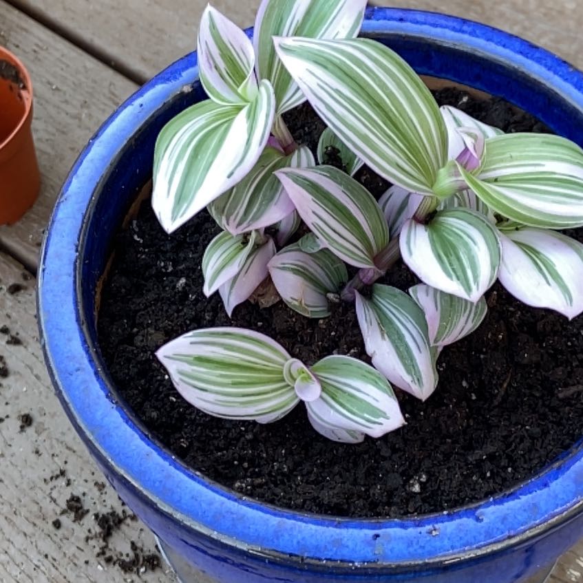 Tradescantia Bubblegum plant in a blue pot with vibrant green and white striped leaves.