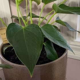 Photo of the plant species Flamingo Lily by @GuruBroom named Monet on Greg, the plant care app