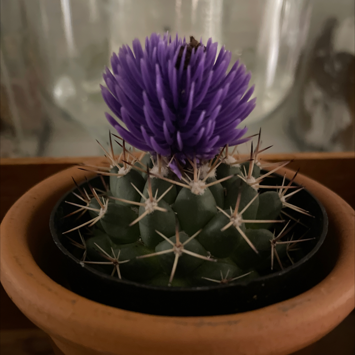 Torch Cactus with a prominent purple flower in a pot.
