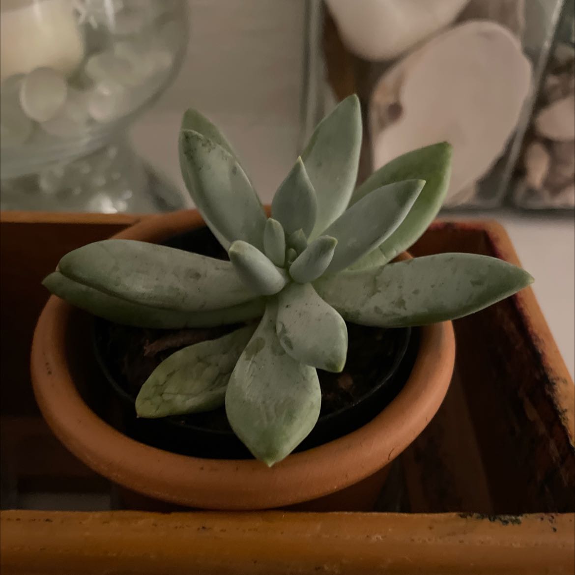 Pachyphytum 'Moon Silver' succulent in a terracotta pot with silvery-green leaves.