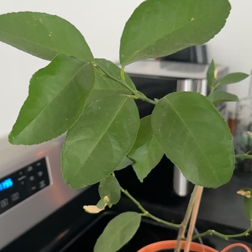 Photo of the plant species Lime Tree by @KatieMcNall named Limey on Greg, the plant care app