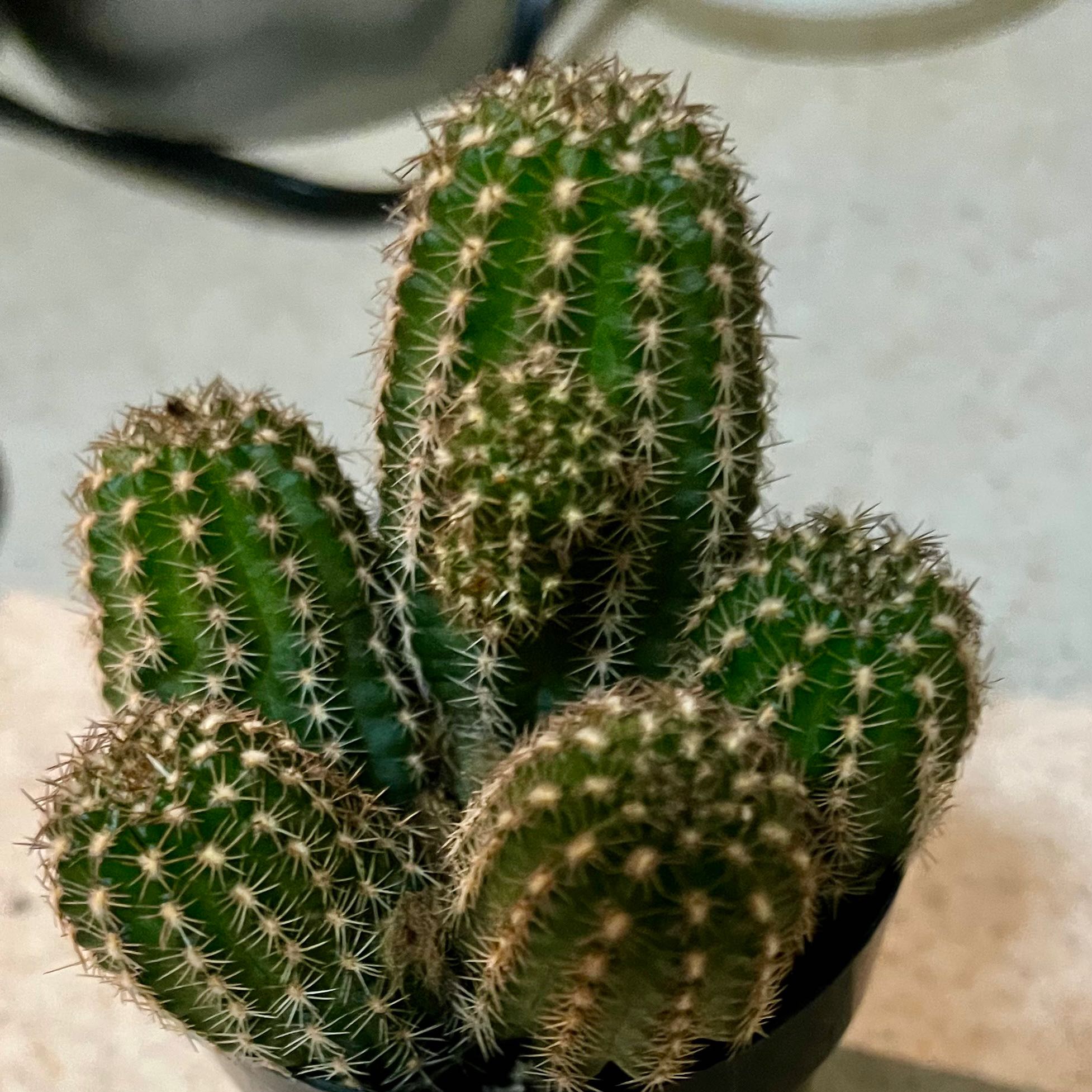 Photo of the plant species Echinopsis mamillosa by @KristinSasha named Quartz Cactus on Greg, the plant care app