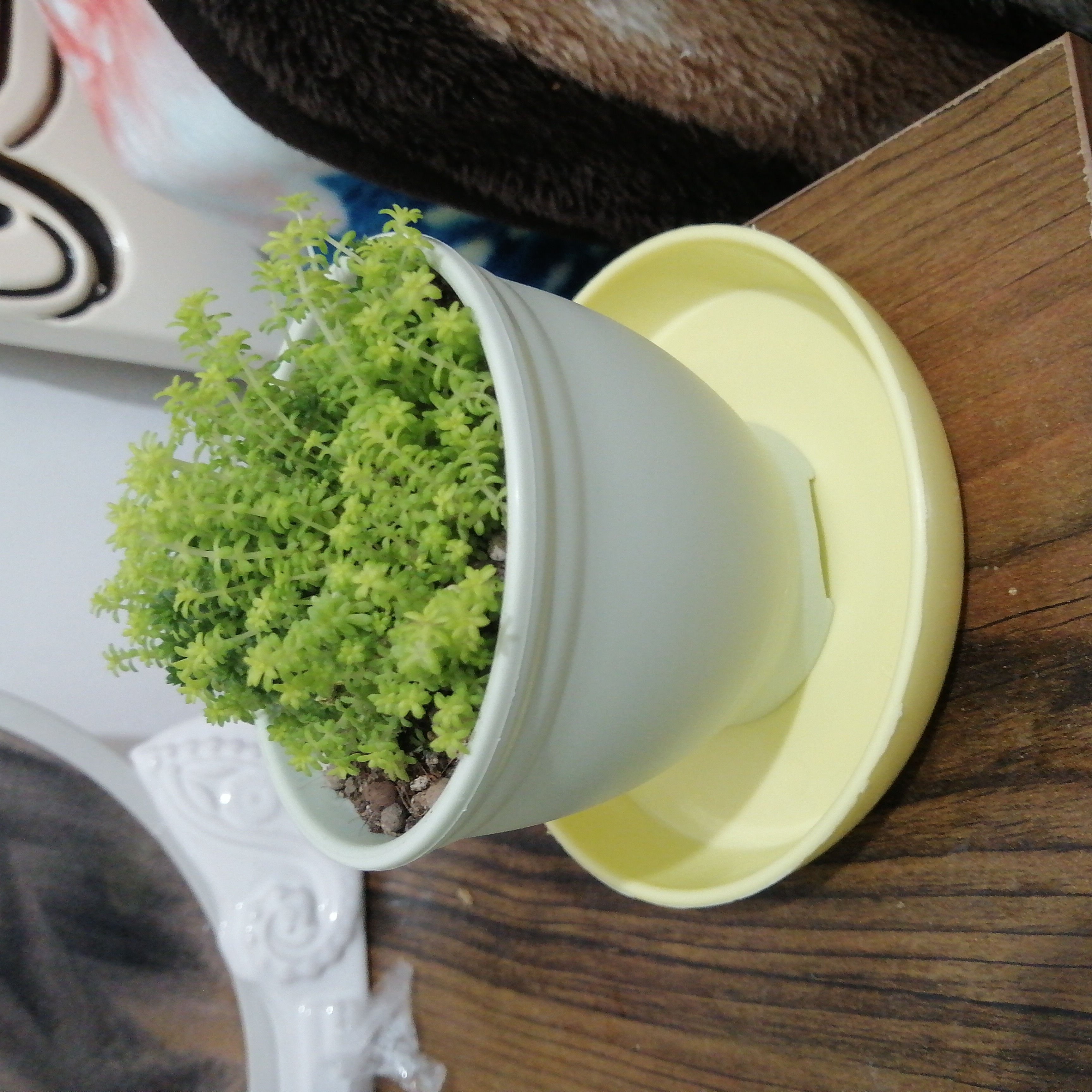Tokyo Sun Stonecrop plant in a white pot on a yellow saucer, healthy green foliage.