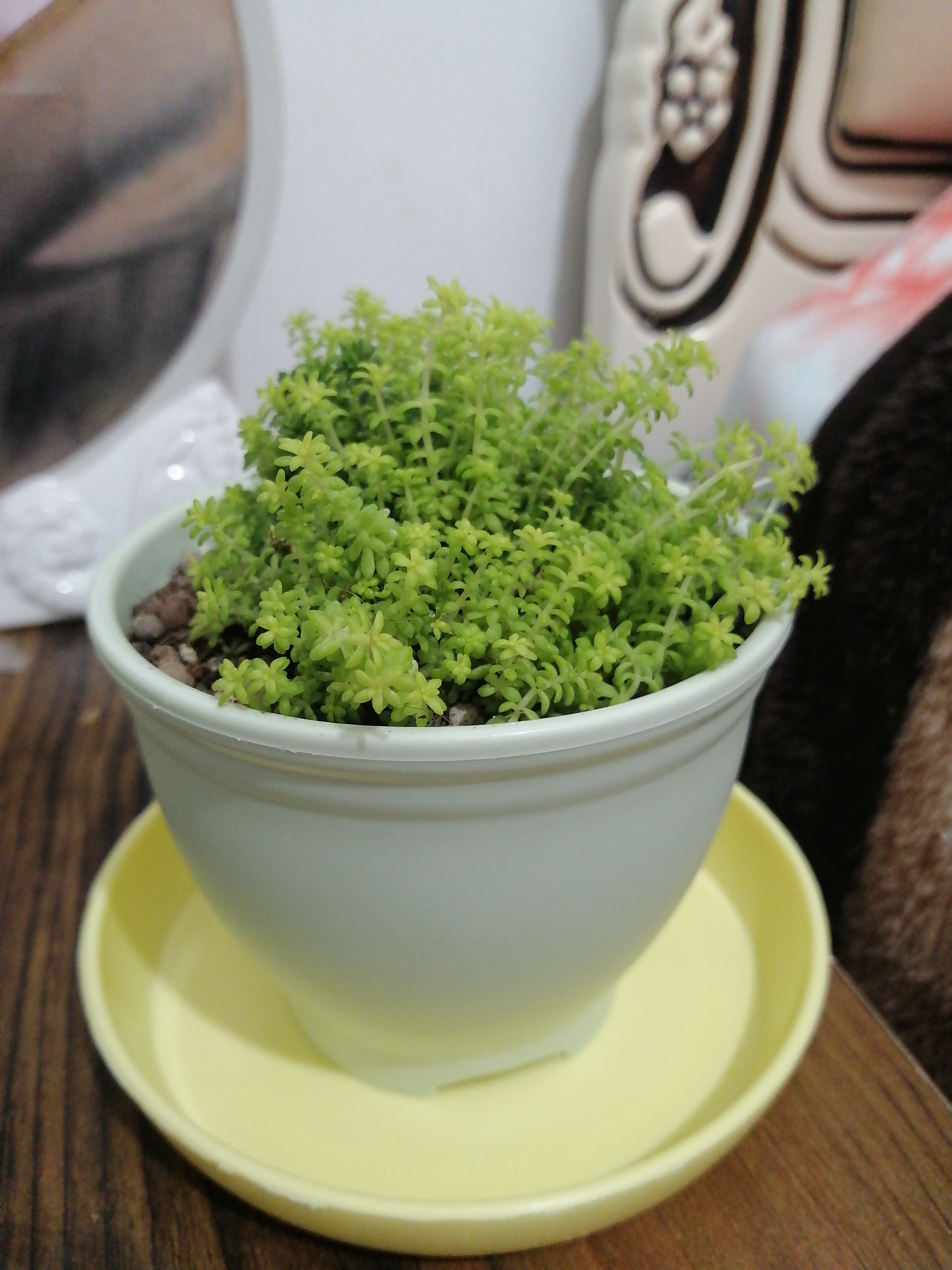 Potted Tokyo Sun Stonecrop plant with vibrant green foliage in a white pot on a yellow saucer.