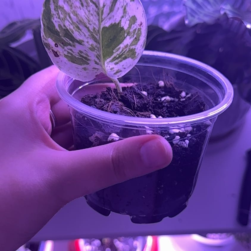 Snow Queen Pothos plant in a clear plastic container held by a hand.
