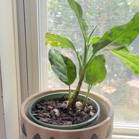 Photo of the plant species Aglaonema 'Tricolor' by @haleighsplants named Ronaldo on Greg, the plant care app