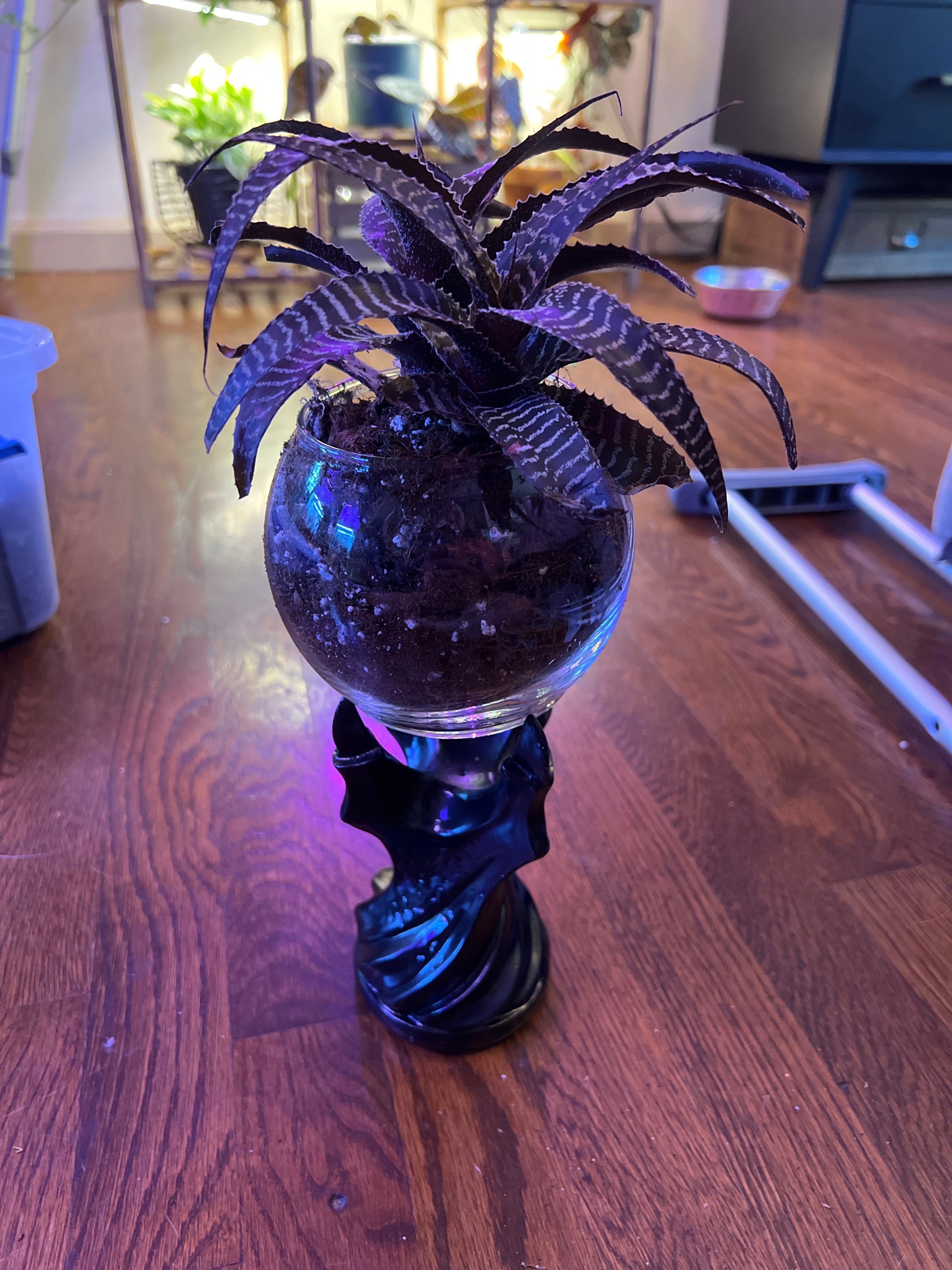 Understanding Curling Leaves on Your Brome