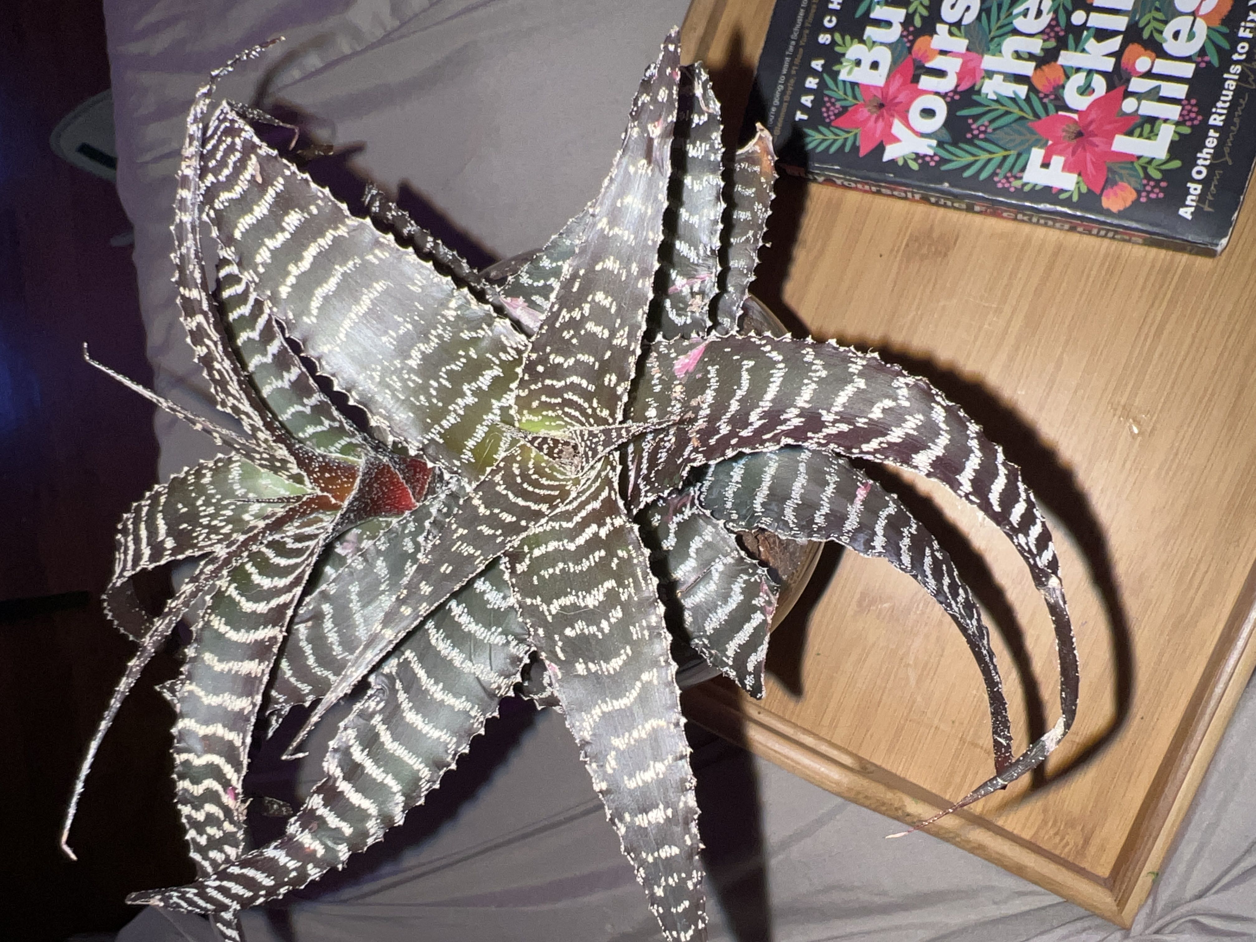 Photo from the post
