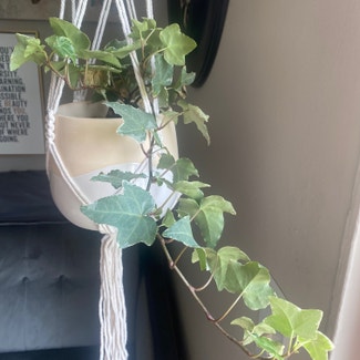 English Ivy plant in Middletown, Ohio
