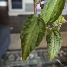 Photo of the plant species Cowvine by @SlickParsley named Remington on Greg, the plant care app