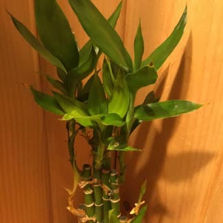 Lucky Bamboo plant in Lewiston, Maine