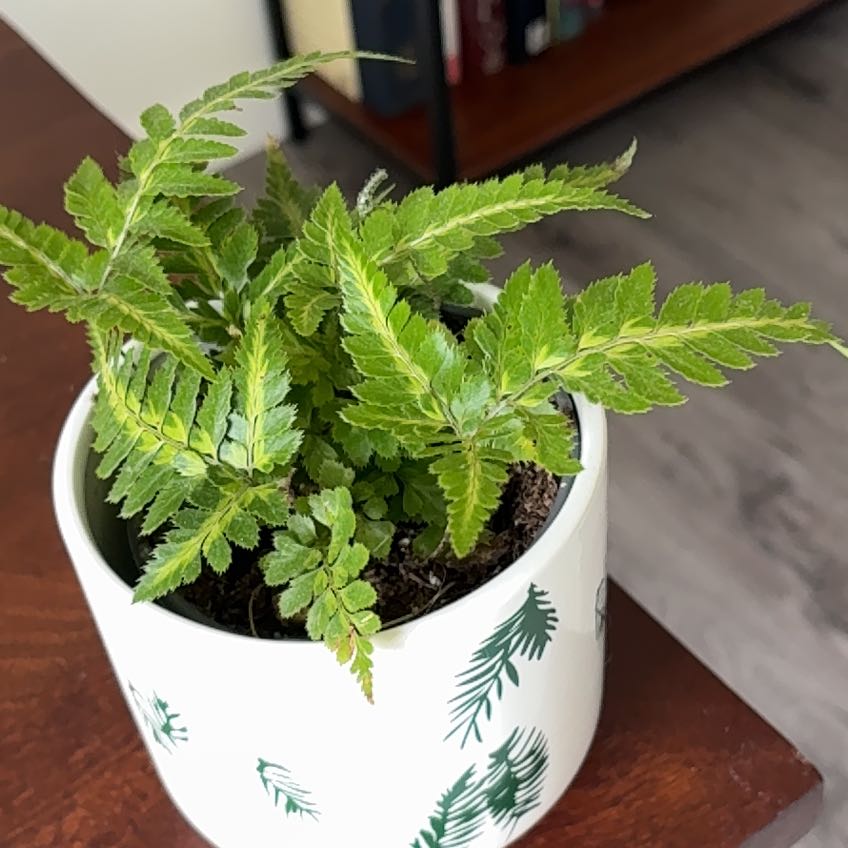 Photo of the plant species East Indian Holly Fern by @KjellMoline named Hemingway on Greg, the plant care app