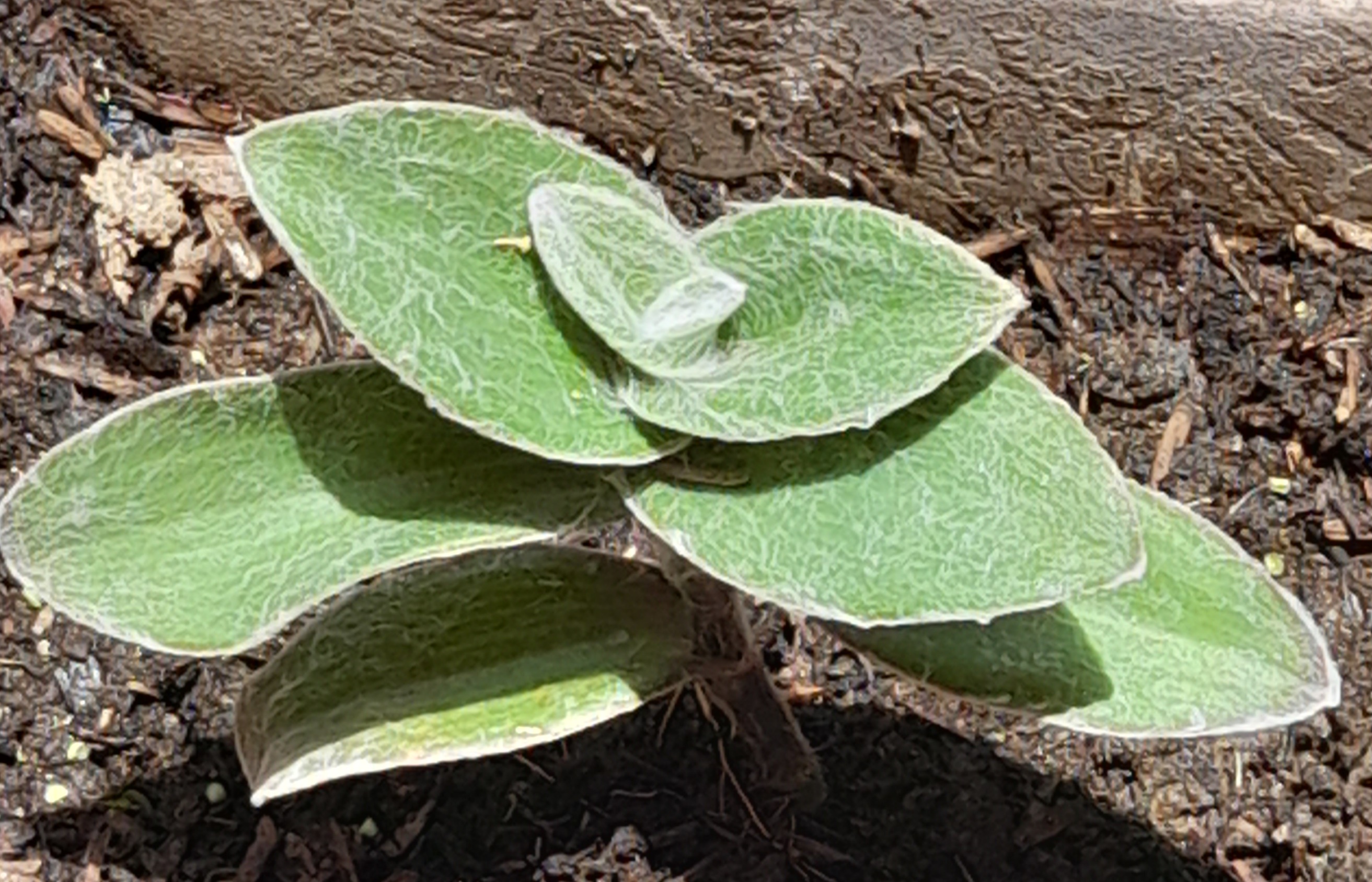 Photo of the plant species White Velvet by @VipLatetulip named Lucy on Greg, the plant care app