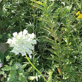 Photo of the plant species Wild Carrot by @MaestroFicus named Baesil on Greg, the plant care app