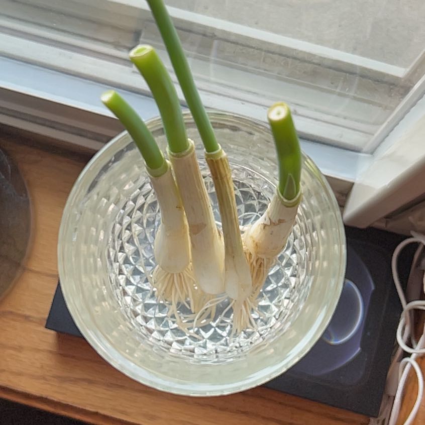 Globe Onion plants in a glass container with water, showing green stems and roots.