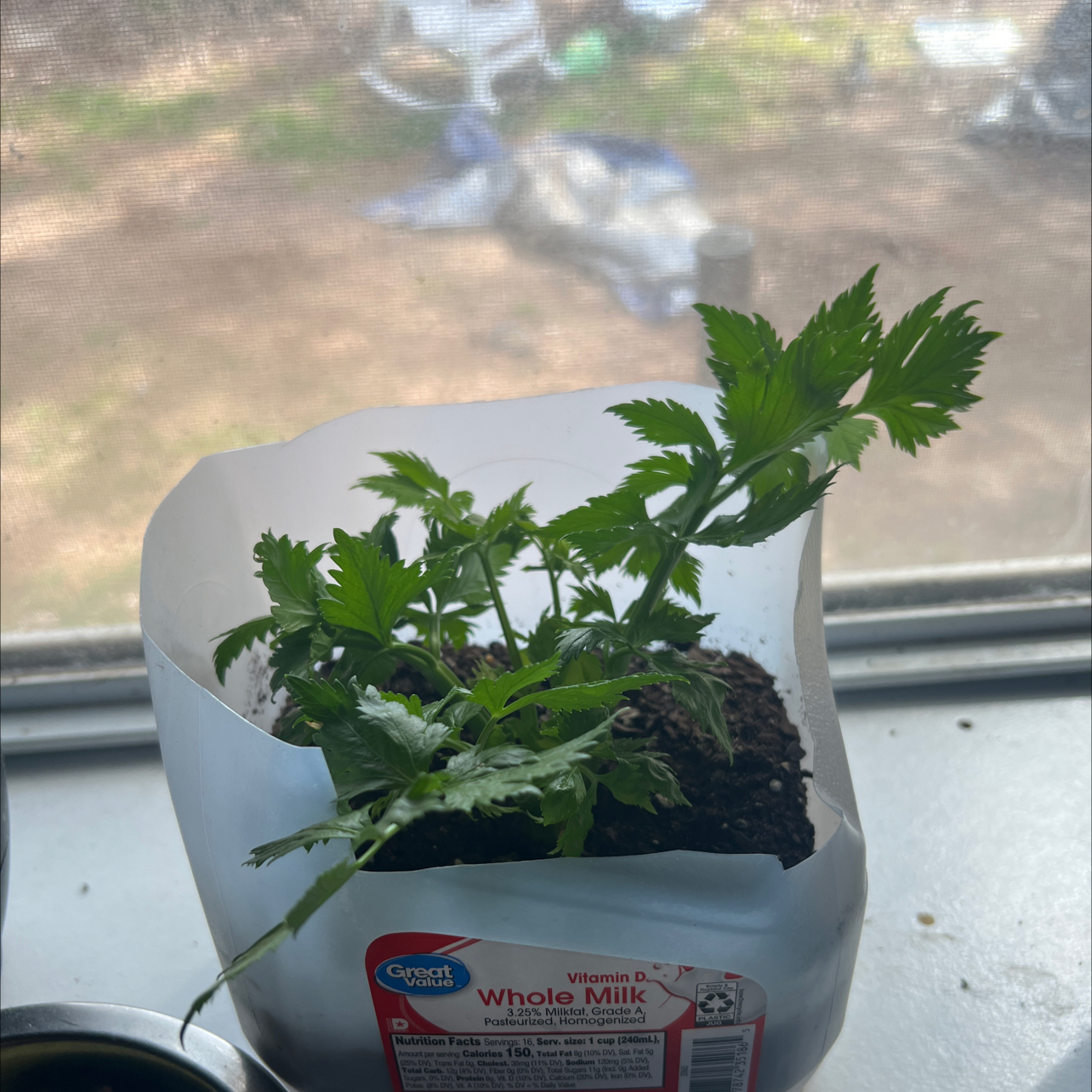 Leaf Celery plant in a repurposed milk container with visible soil, healthy green leaves.