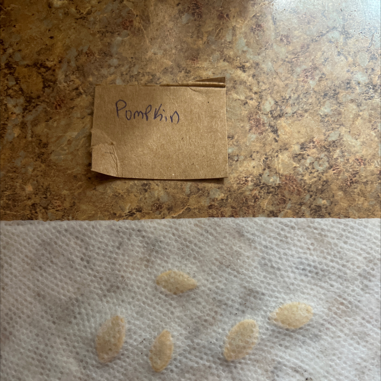 Pumpkin seeds on a paper towel with a brown paper label.