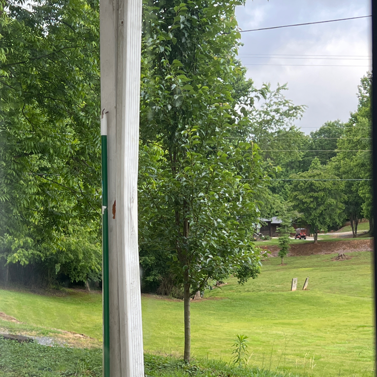 Bradford Pear tree in an outdoor setting with green leaves and a grassy background.