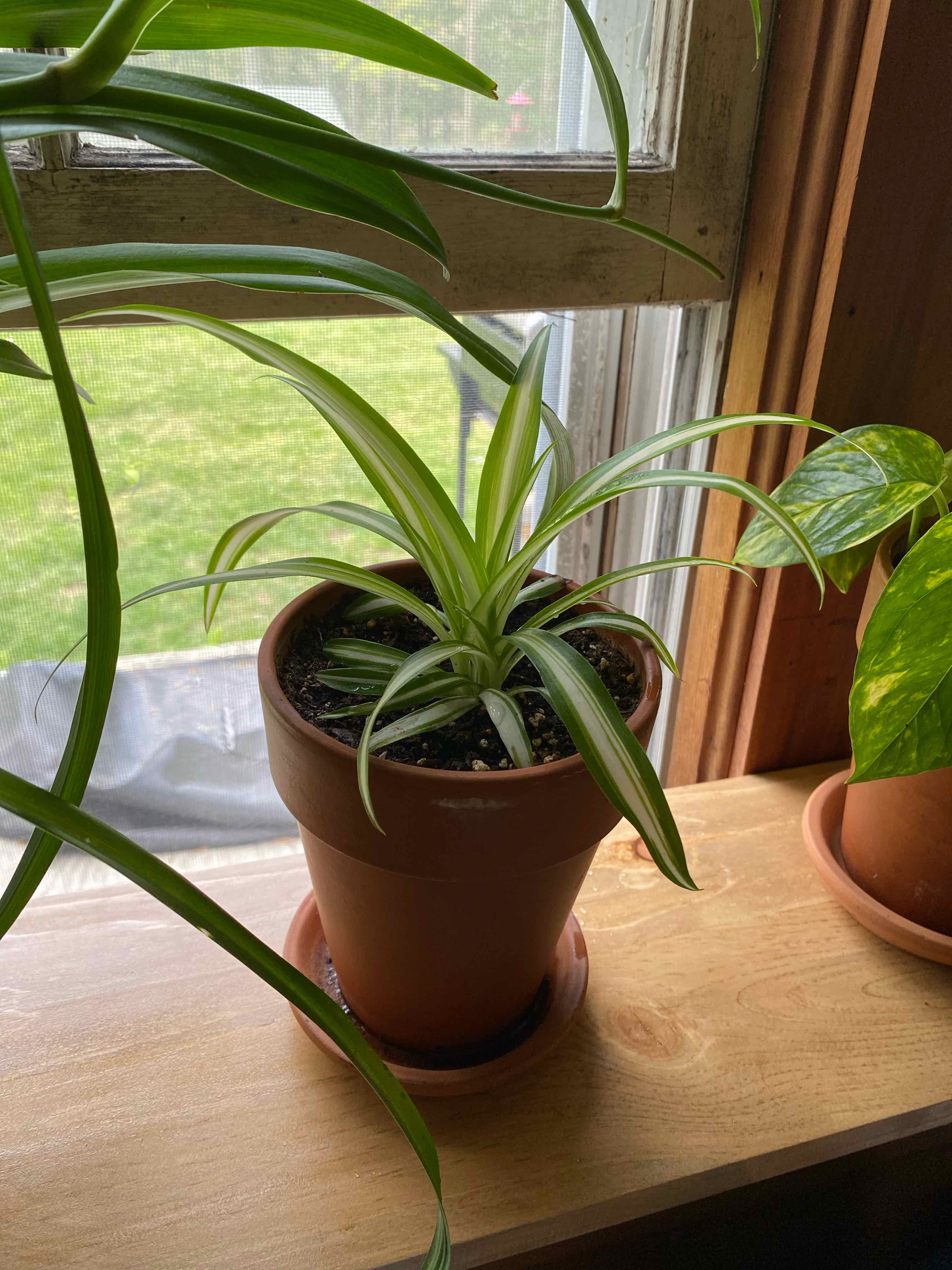 Variegated Spider Plant in a terracotta pot on a windowsill, healthy with vibrant leaves.